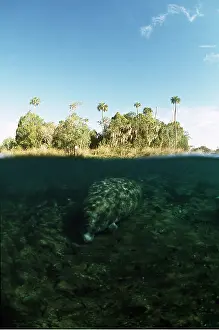 Kurt Amsler: MANATEE / Sea Cow - above and below water
