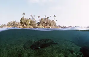 Level: MANATEE / Sea Cow - above and below water