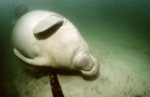 Upside: MANATEE / Sea Cow / West Indian Manatee - on its back