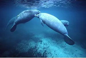 Kissing: MANATEE / Sea Cow - x four