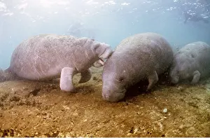 Kissing: MANATEE / Sea Cow - x three with scuba divers