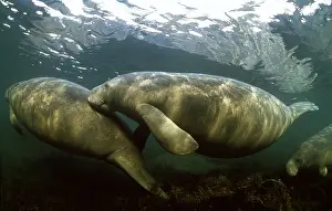 Kurt Amsler: MANATEE / Sea Cow - x two, swimming together