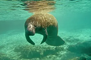 Trichechus: Manatee - sleeping as she drifts near the surface
