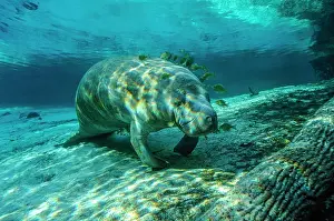 Sisters: Manatee (Trichechus manatus), Crystal River, Florida