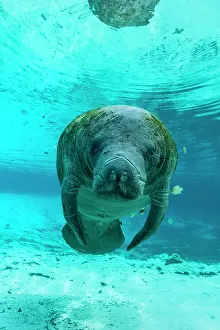 Sisters: Manatee (Trichechus manatus), Crystal River, Florida