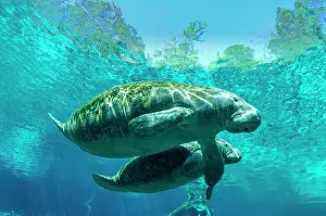Sisters: Manatee (Trichechus manatus) with young animal
