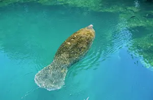 Trichechus: Manatee - underwater