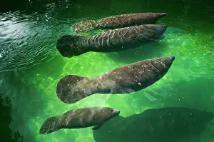 Trichechus: MANATEES