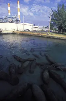 Discharge: Manatees at Florida power plant