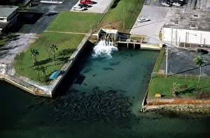 Company: Manatees in Power Plant Waste