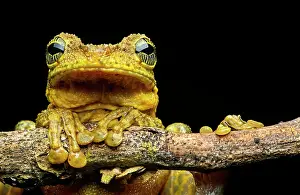 Batrachians: Manaus slender-legged tree frog (Osteocephalus taurinus)