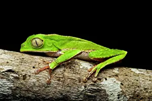 Batrachians: Manaus slender-legged tree frog (Osteocephalus taurinus)