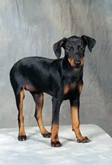 Manchester: Manchester Terrier Dog