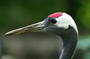Japonensis: Manchurian Crane