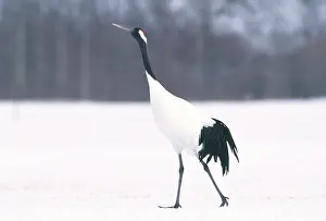 Japonensis: Manchurian Crane