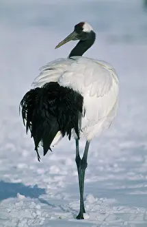 Japonensis: Manchurian Crane