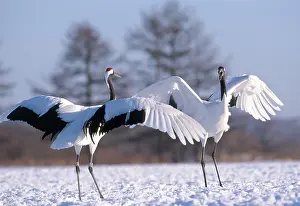 Mates: Manchurian Cranes