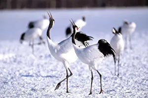 Mates: Manchurian Cranes