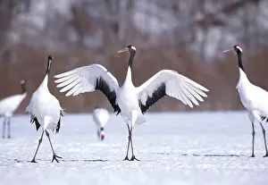 Mates: Manchurian Cranes