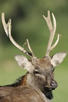 Sika: Manchurian sika deer (Cervus nippon hortulorum)