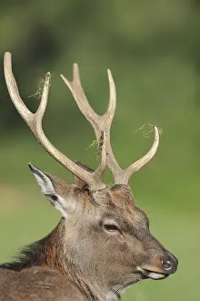 Sika: Manchurian sika deer (Cervus nippon hortulorum)