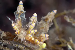 Antennae: Mandapam Eubranchus Nudibranch