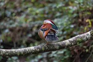 Drake: Mandari - Drake - on Branch - UK