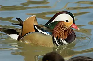Galericulata: Mandarin Duck