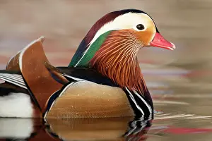 Mandarin: Mandarin Duck
