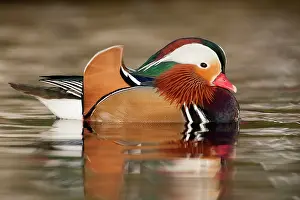 Mandarin: Mandarin Duck