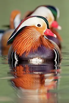 Mandarin: Mandarin Duck