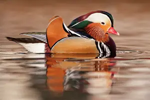 Mandarin: Mandarin Duck