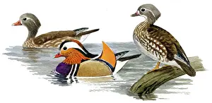 Mandarin: Mandarin Duck