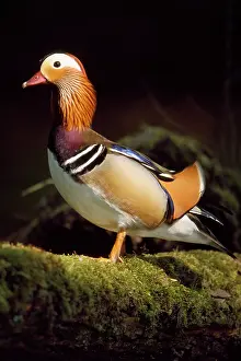 Mandarins: MANDARIN DUCK - Adult male resting on log in the water