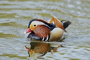 Float: Mandarin duck (Aix galericulata)