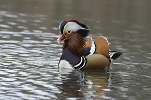 Chattering: Mandarin duck (Aix galericulata) adult male bird calling or quacking on a lake