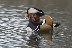 Chattering: Mandarin duck (Aix galericulata) adult male bird calling or quacking on a lake