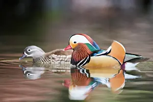 Mandarin: Mandarin duck (Aix galericulata) couple swimming