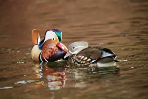 200722: Mandarin duck (Aix galericulata) couple swimming