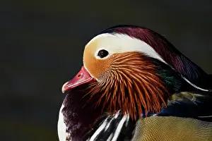 Mandarin: Mandarin Duck (Aix galericulata), drake in mating