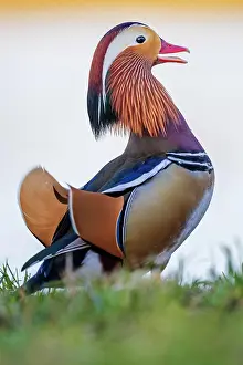 Mandarin: Mandarin duck (Aix galericulata), drake, Middle
