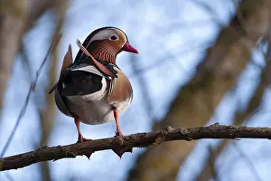Tall: Mandarin duck (Aix galericulata), drake, sitting on a
