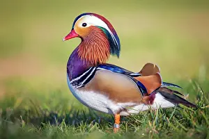 Mandarin: Mandarin duck (Aix galericulata) Erpel, Saxony-Anhalt