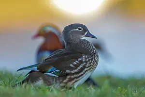 Mandarin: Mandarin Duck (Aix galericulata) female, male in