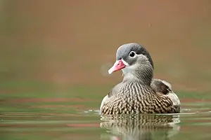 Mandarin: Mandarin duck (Aix galericulata) female swimming