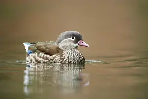 Mandarin: Mandarin duck (Aix galericulata) female swimming