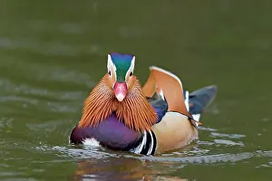 Mandarin: Mandarin duck (Aix galericulata) introduced species