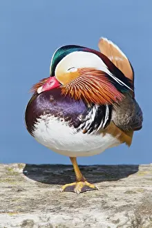 Mandarin: Mandarin duck (Aix galericulata) introduced species
