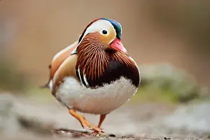 Mandarin: Mandarin duck (Aix galericulata) male, Bavaria