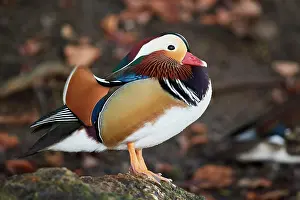 Mandarin: Mandarin duck (Aix galericulata), male, Bavaria